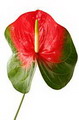 Pigtail Plant , Boy Flower,گل فلامینگو